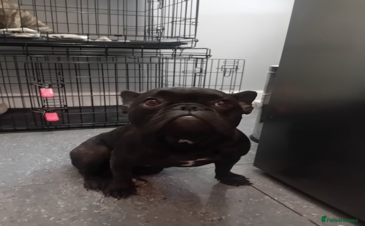 French Bulldog dogs - Advert 1