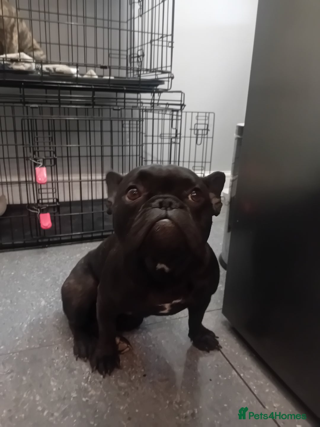 French Bulldog dogs for sale: French bull dog - Image 1