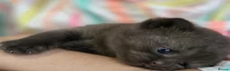 British Shorthair cats for sale: Gorgeous British Shorthair kittens Cute & Adorable - Advert 16