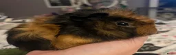 Guinea Pig rodents for sale: Beautiful baby brother guinea pigs  in Dartford - Advert 3