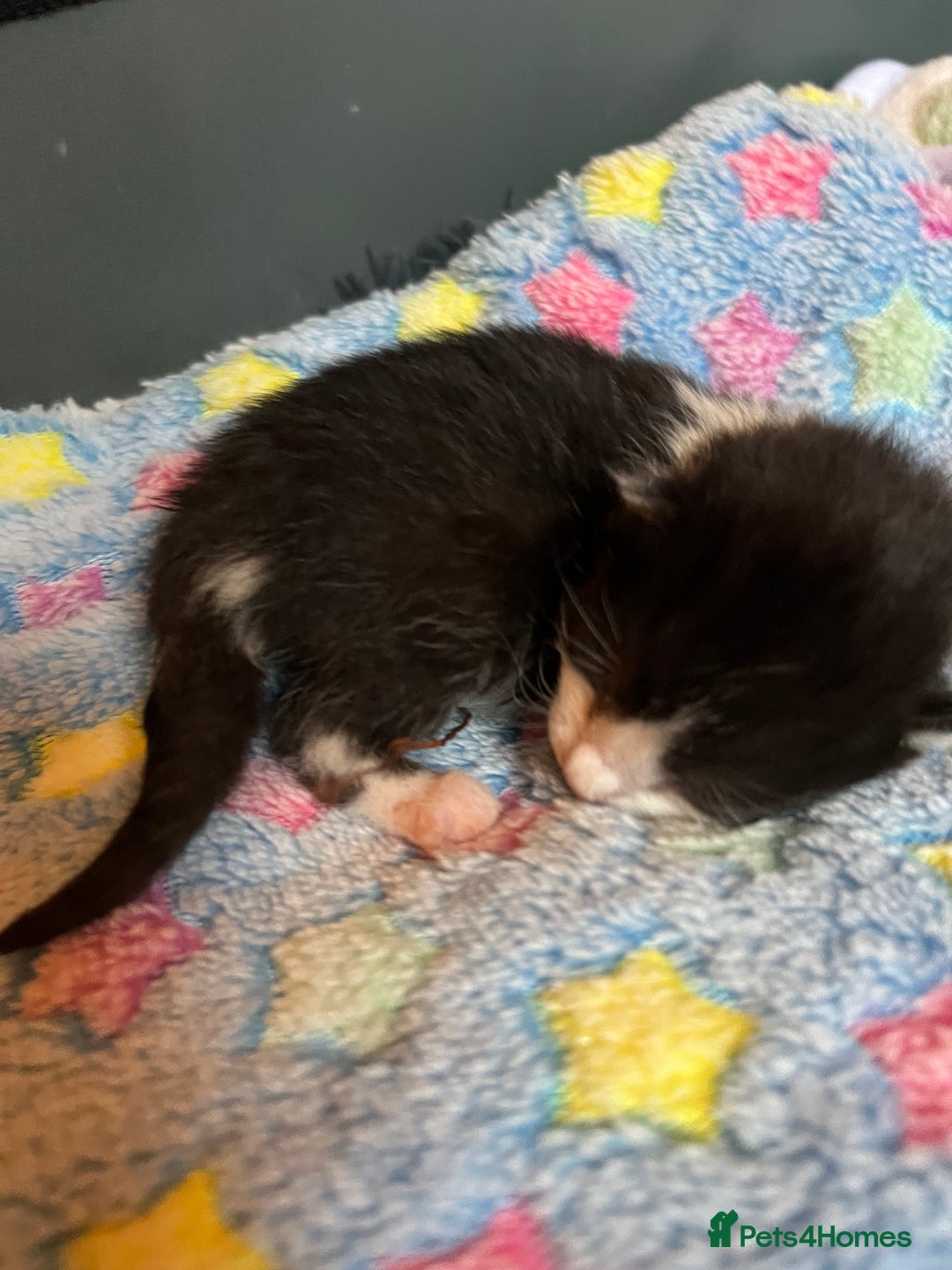 Mixed Breed cats for adoption: Rescue kittens looking for perfect homes - Advert 11