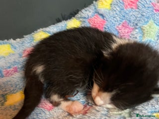 Mixed Breed cats 1 x Rescue kittens looking for perfect homes - Advert 18