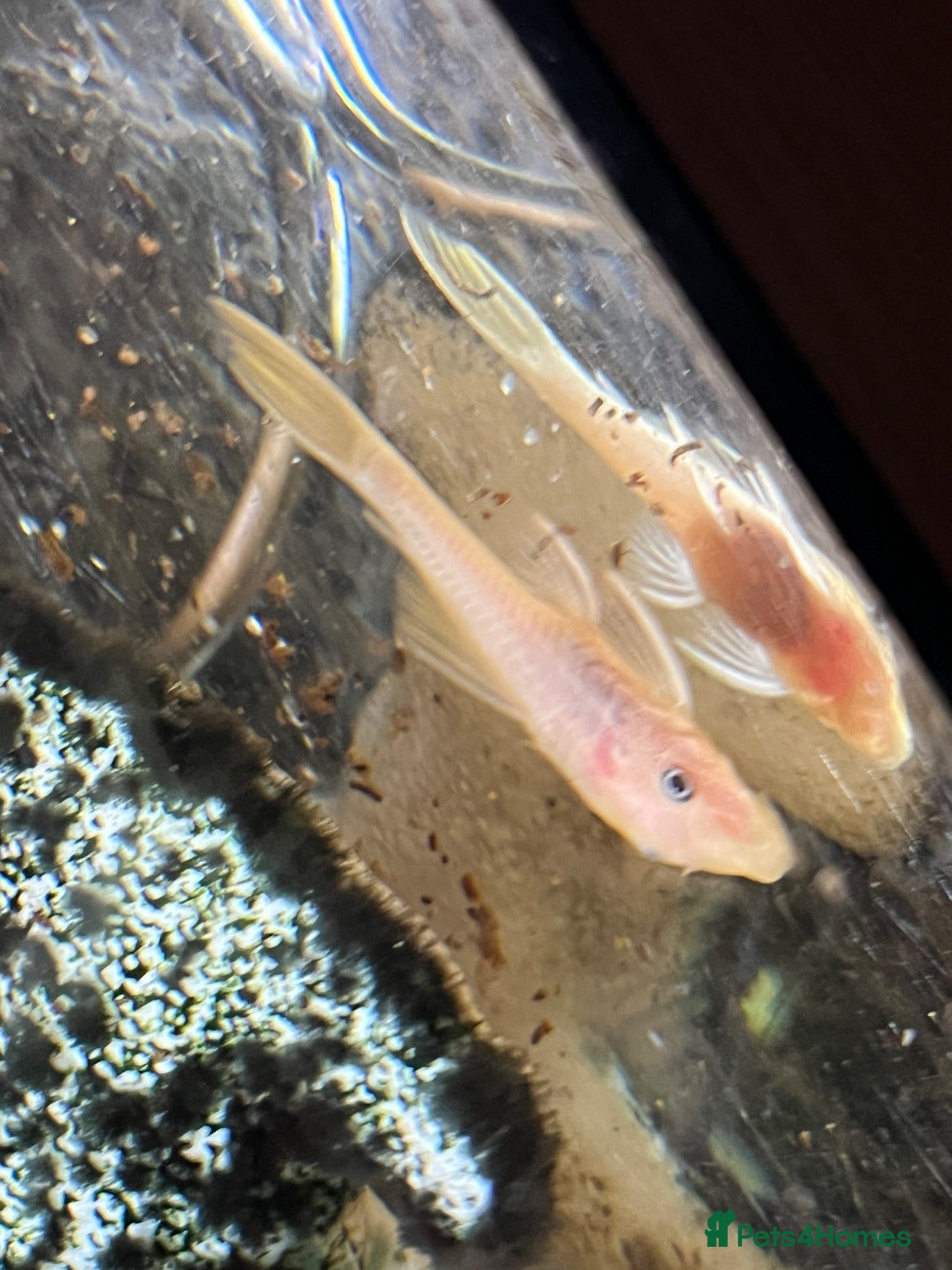 Plecos fish Blue eye lemon/super red bristlenose - Advert 1