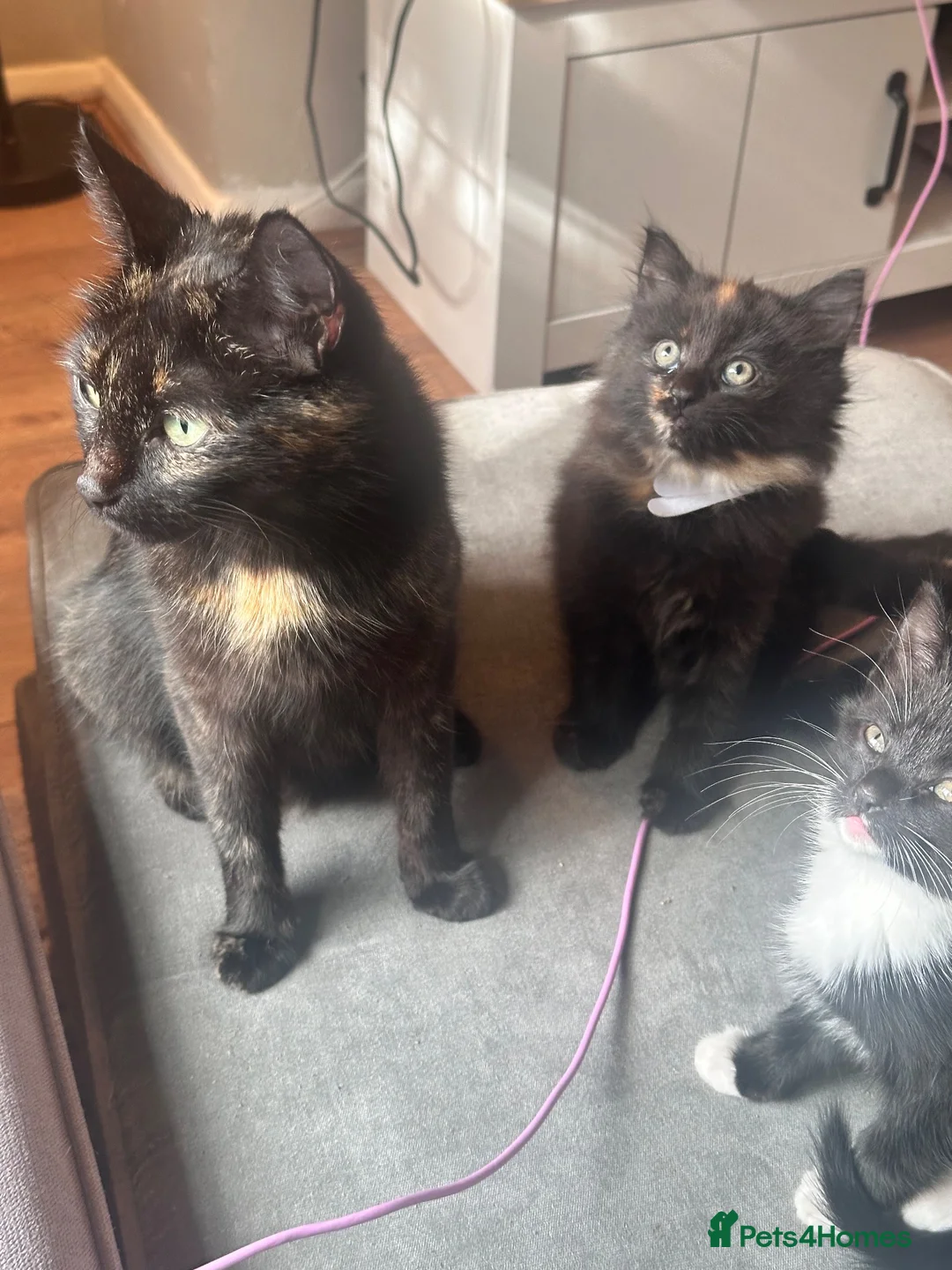Mixed Breed cats for sale: Beautiful kittens looking for a new forever home  - Advert 28