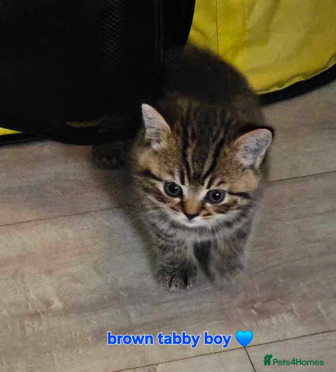 British Shorthair cats for sale: Stunning shorthairs  - Advert 11