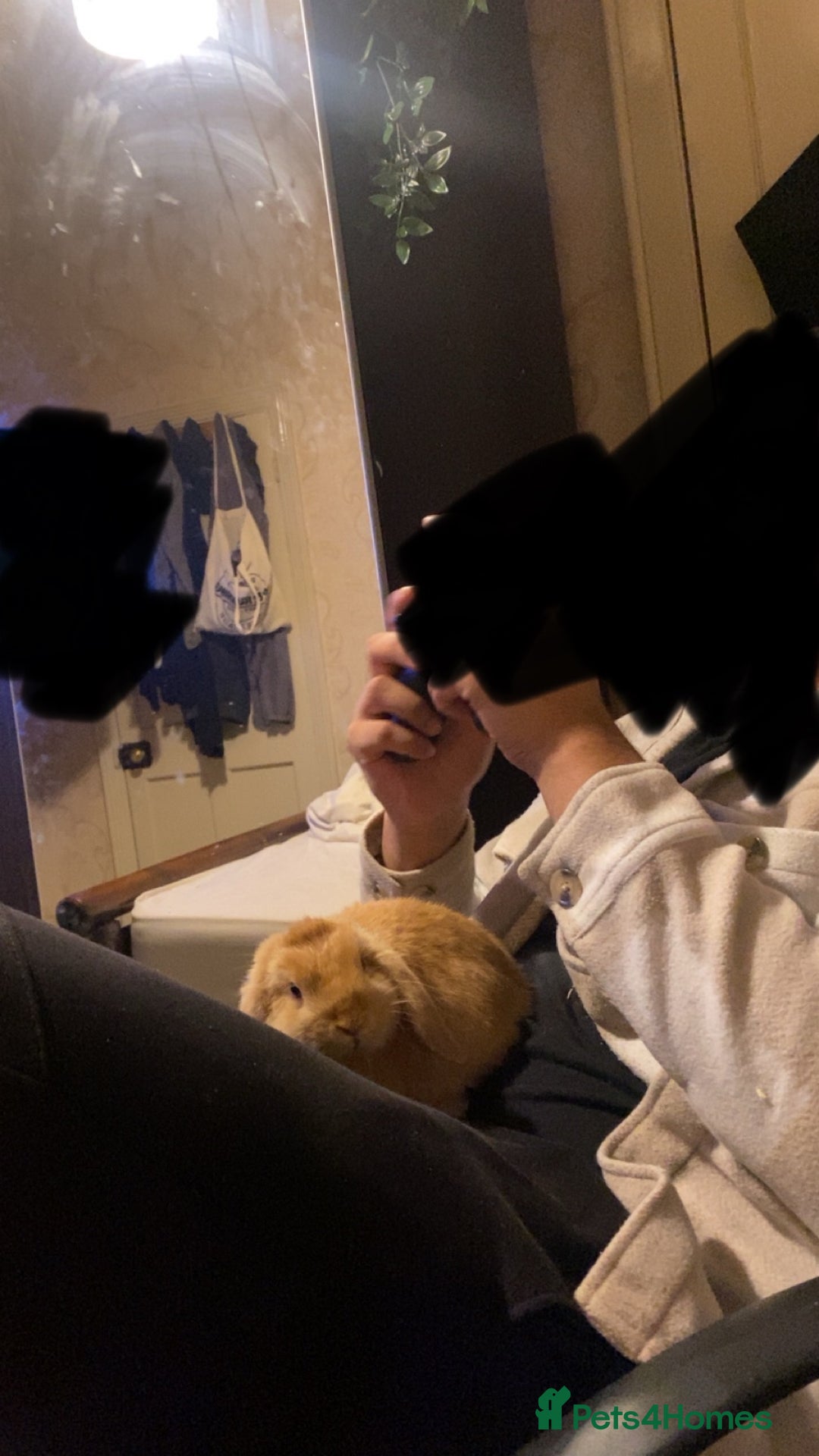 Mixed Breed rabbits for sale: Bunny couple looking for a forever home. - Advert 4