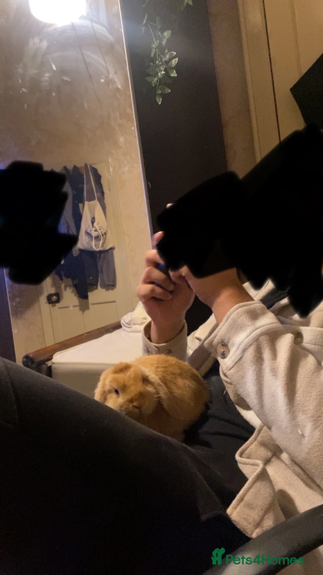 Mixed Breed rabbits for sale: Bunny couple looking for a forever home. - Advert 5