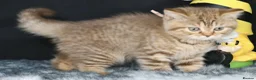 British Longhair cats for sale: Register Golden British Longhair/Shorthaired  - Advert 8