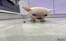 Chihuahua dogs for sale: 🐶 tiny chihuahua pups - Image 8