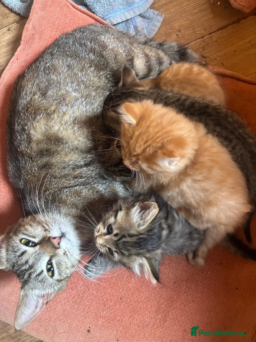 Mixed Breed cats for sale: Sweet tabby kittens (2 boys, 1girl) - Advert 2