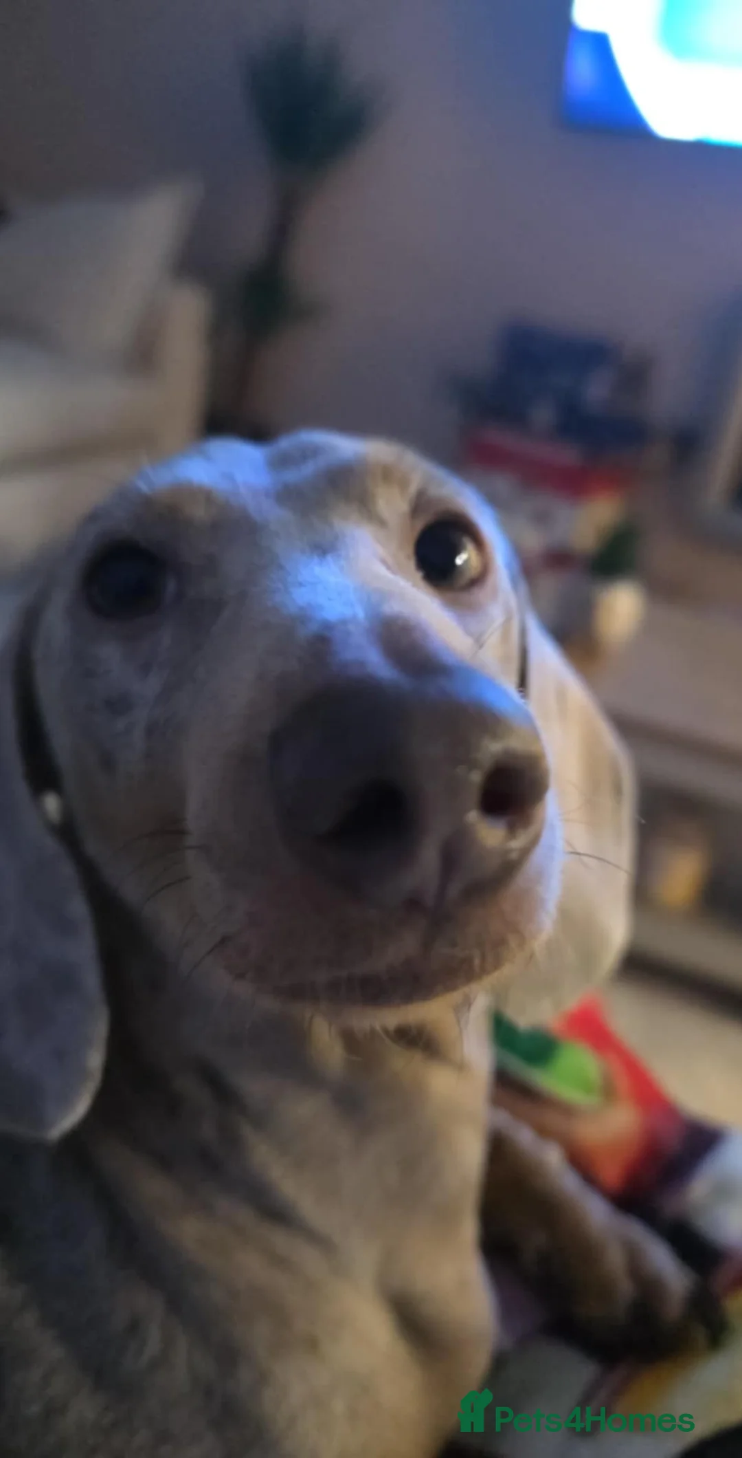 Miniature Dachshund dogs for sale: Mini dachshund choc dapple male in Saint Asaph - Advert 2