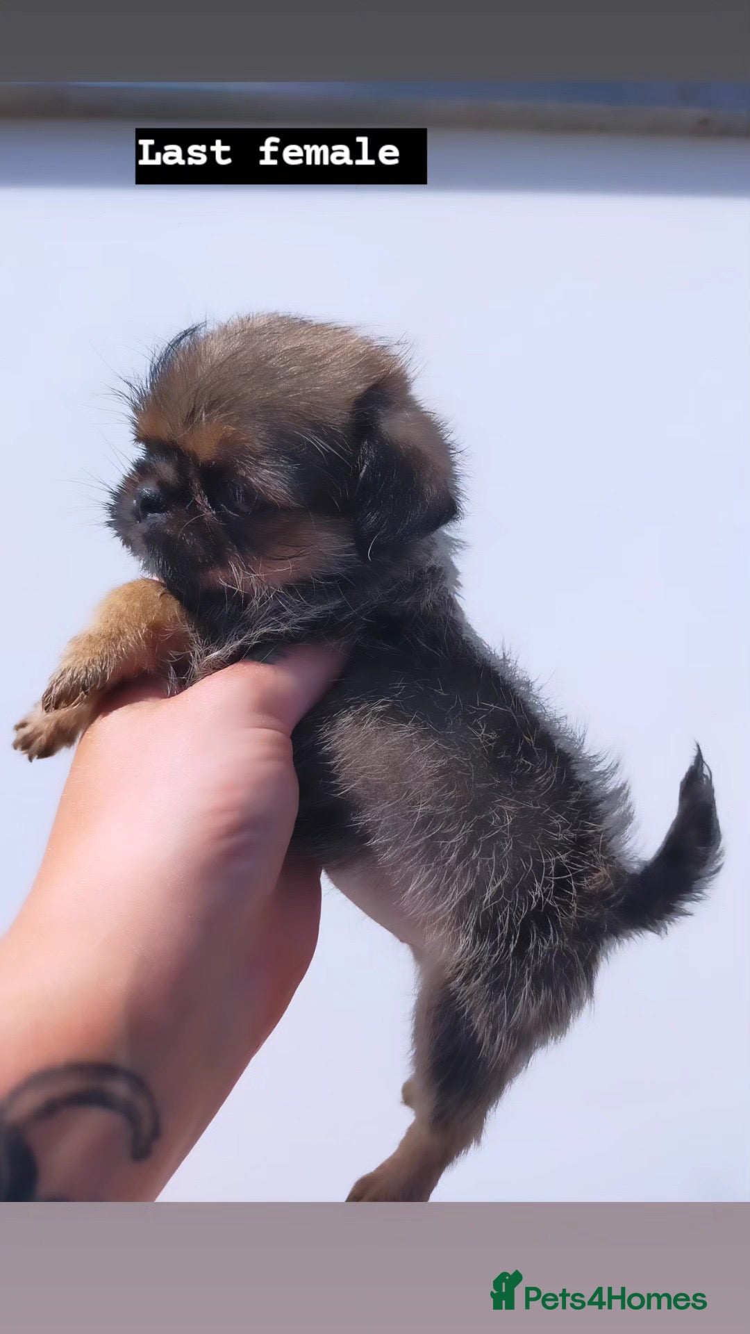 Griffon Bruxellois dogs for sale: Brussels griffons  - Advert 28