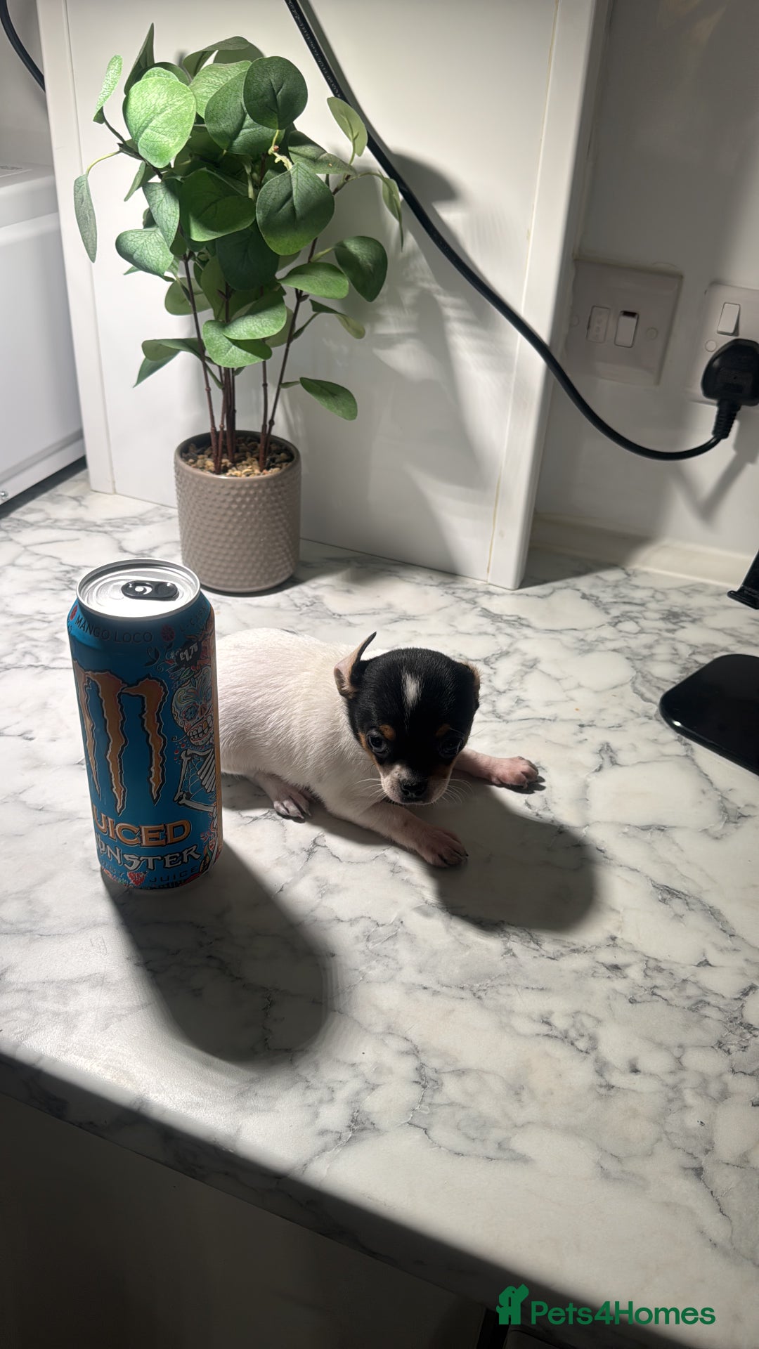 Chihuahua dogs for sale: 3 adorable apple-head tini puppies LF a home - Advert 8