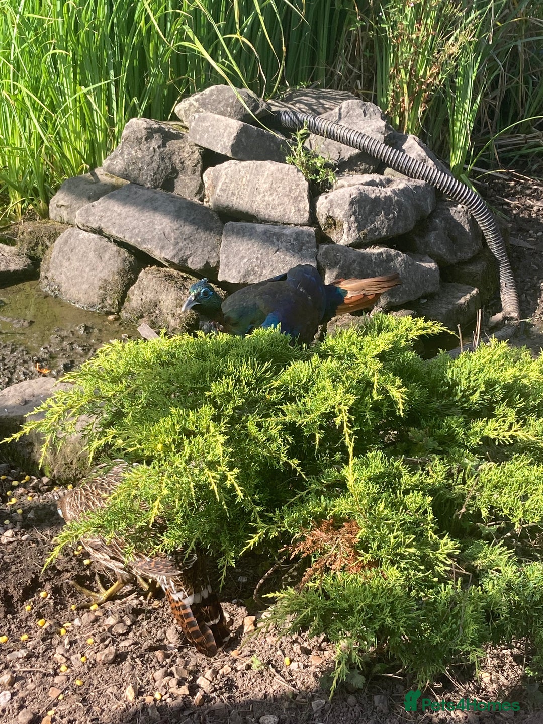 Pheasants poultry for sale: Himalayan monal pheasants  - Image 3