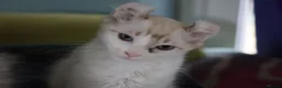 American Curl cats for sale: Beautiful, playful Rare American Curl Kittens - Advert 25