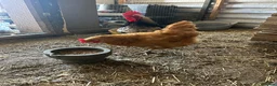 Chickens poultry for sale: Light Sussex/buff Sussex pair in Hartlepool - Advert 6