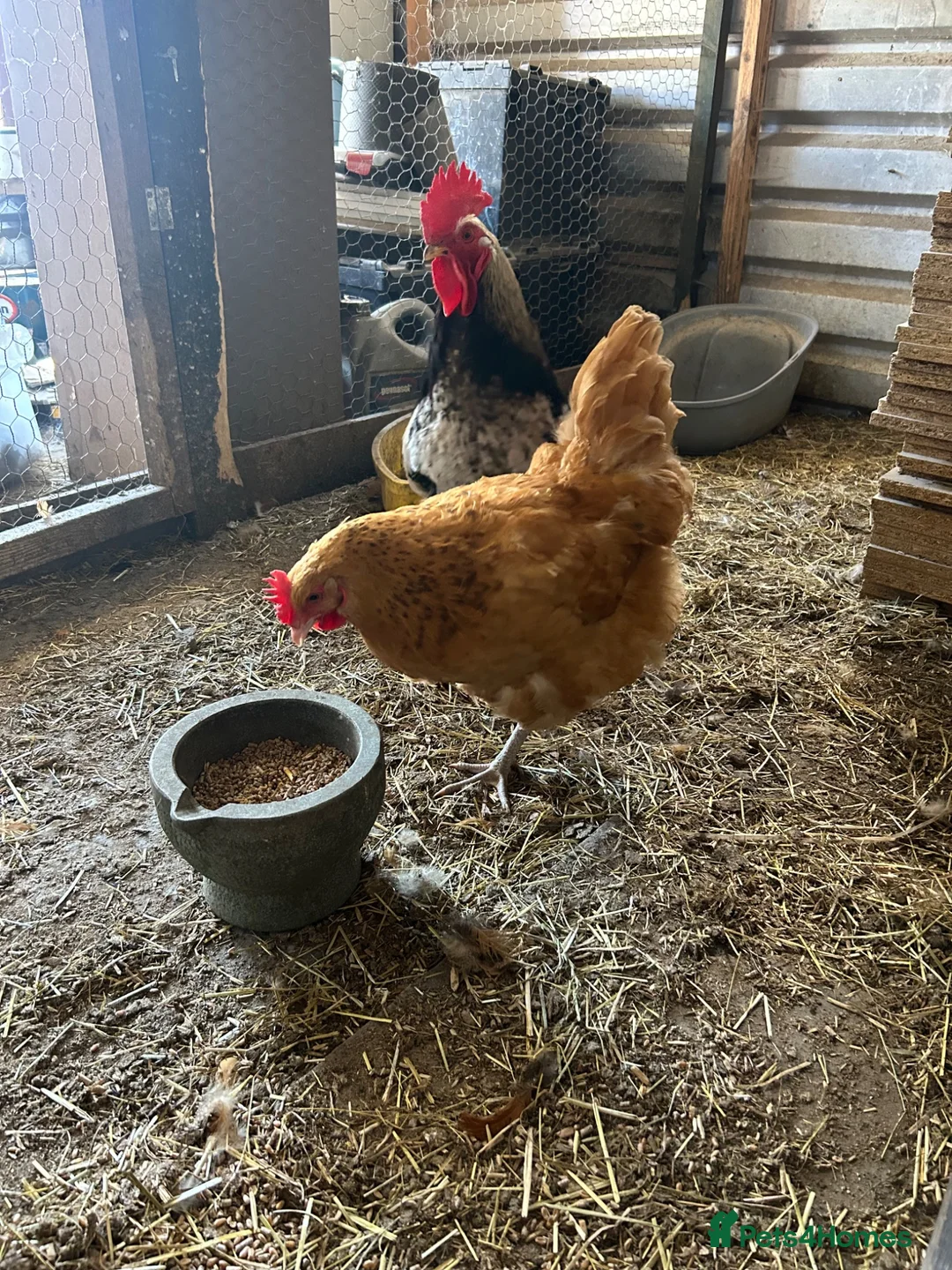 Chickens poultry for sale: Light Sussex/buff Sussex pair in Hartlepool - Advert 6