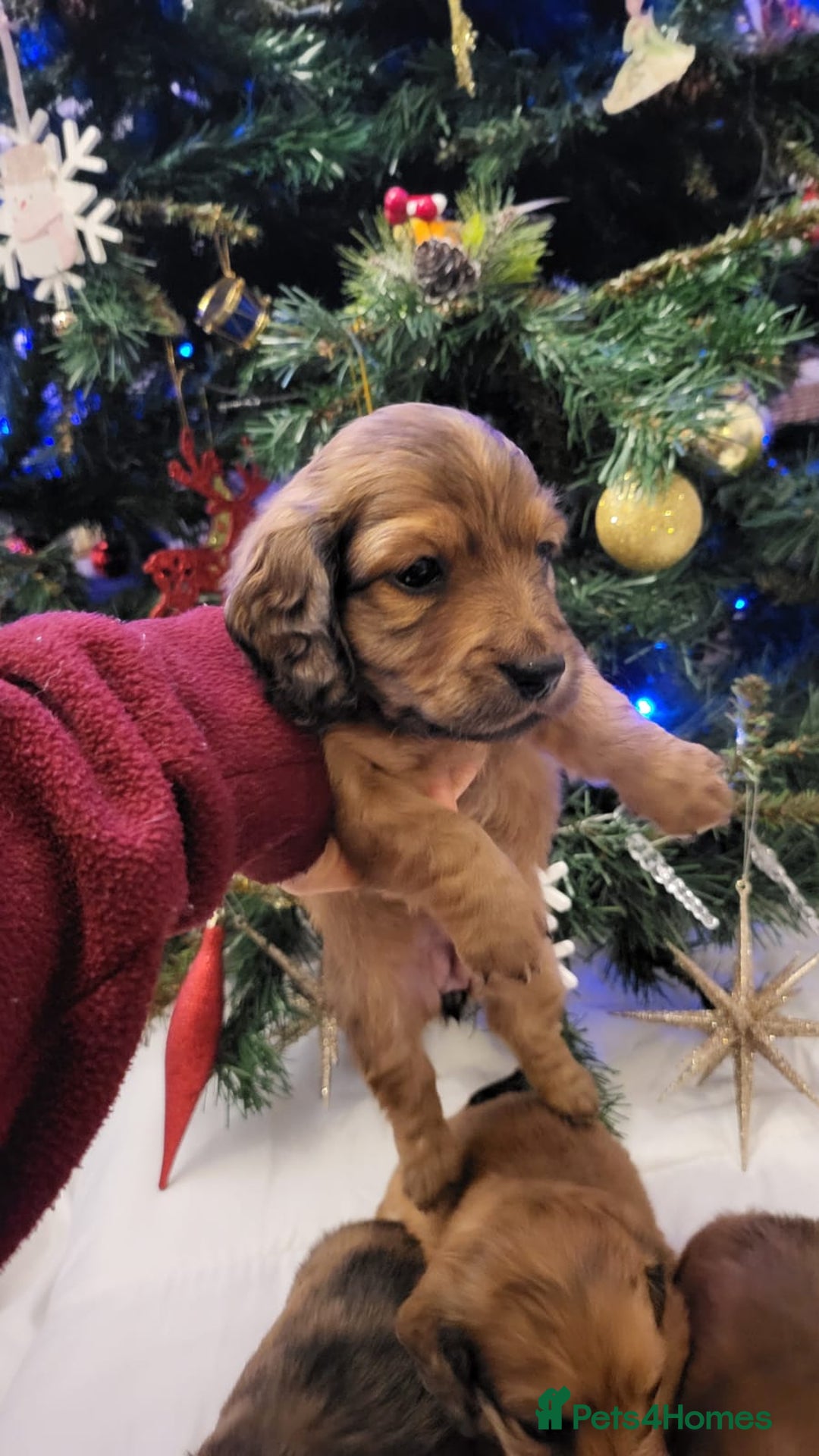 Miniature Dachshund dogs for sale: Miniature long haired daschunds  - Advert 7
