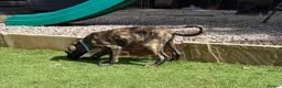 Lurcher dogs for sale: 9 lurcher pups in Skegness - Advert 23