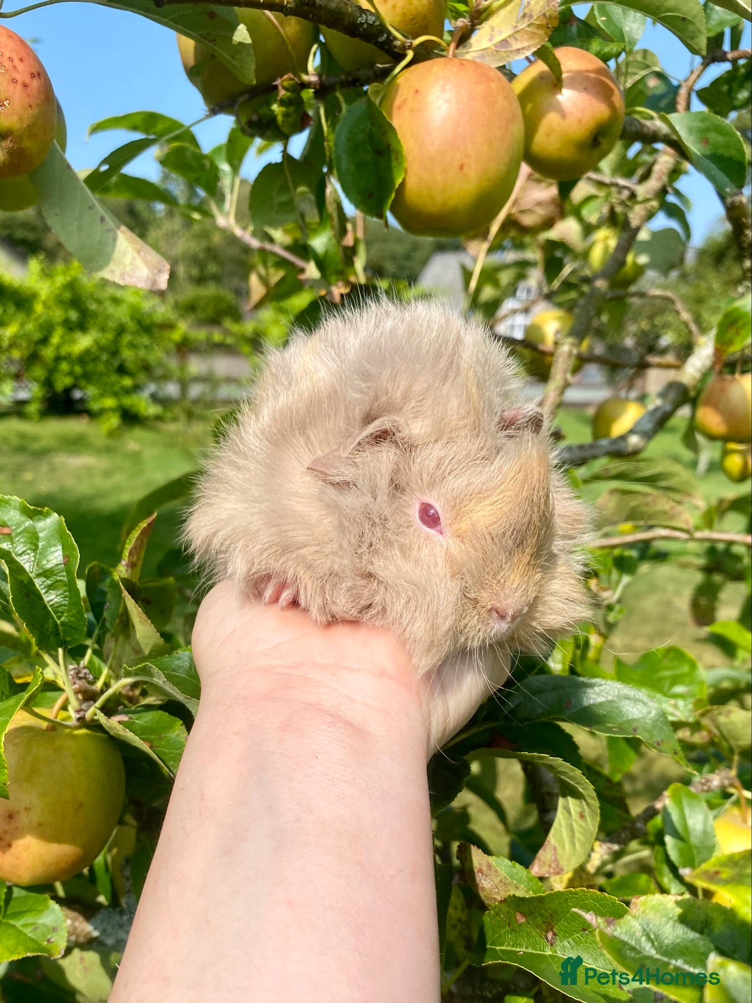 Guinea Pig rodents for sale: Long haired Guinea Pigs For Sale - Image 7
