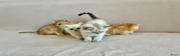 British Shorthair cats for sale: 🐾 Purebred Golden BSH kittens 🐾  in Leeds - Advert 3