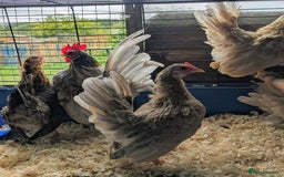 Chickens poultry for sale: Tiny Seramas Bantams,Adults & Youngsters. - Image 5