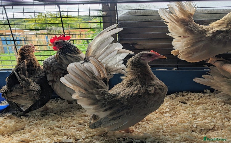 Chickens poultry - Advert 3