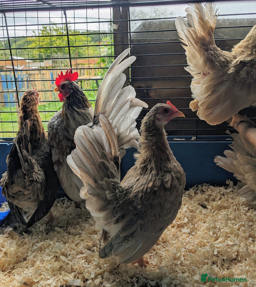 Chickens poultry for sale: Tiny Seramas Bantams,Adults & Youngsters. - Image 5