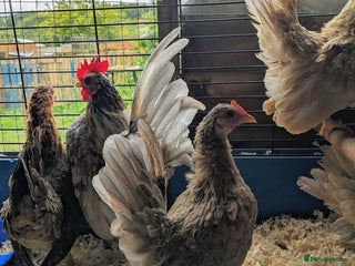 Chickens poultry Tiny Seramas Bantams,Adults & Youngsters. - Advert 1