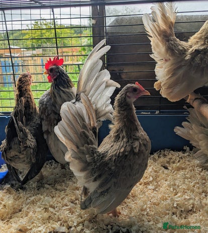Chickens poultry - Advert 2