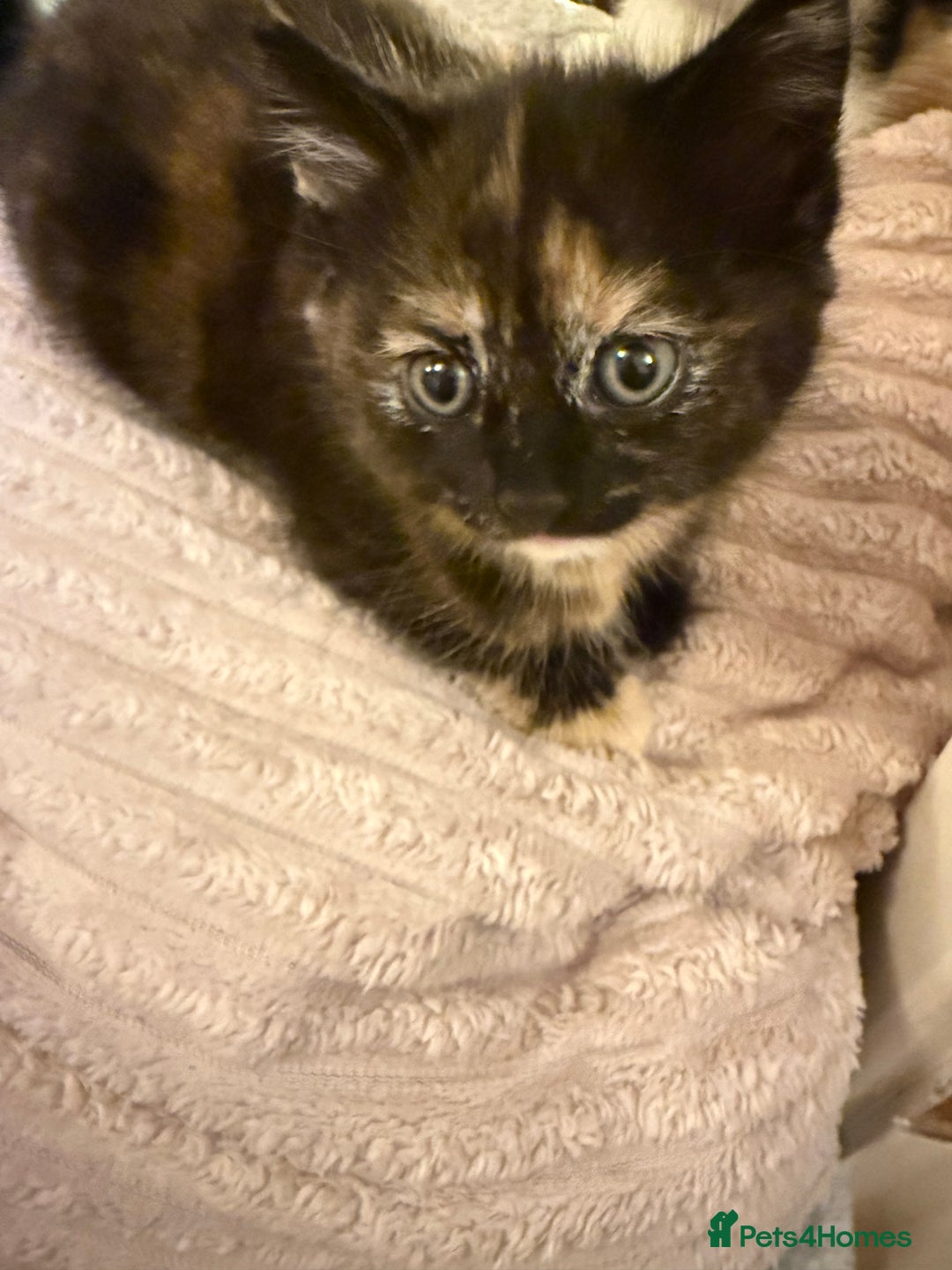 Mixed Breed cats for sale: 2 sweet kittens  - Image 2