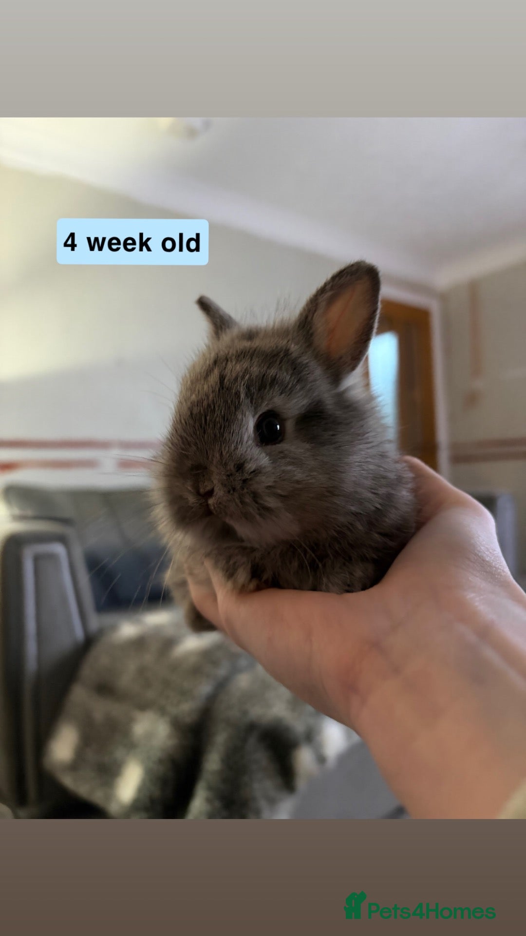 Mixed Breed rabbits miniature lionhead x netherland dwarf  - Advert 15