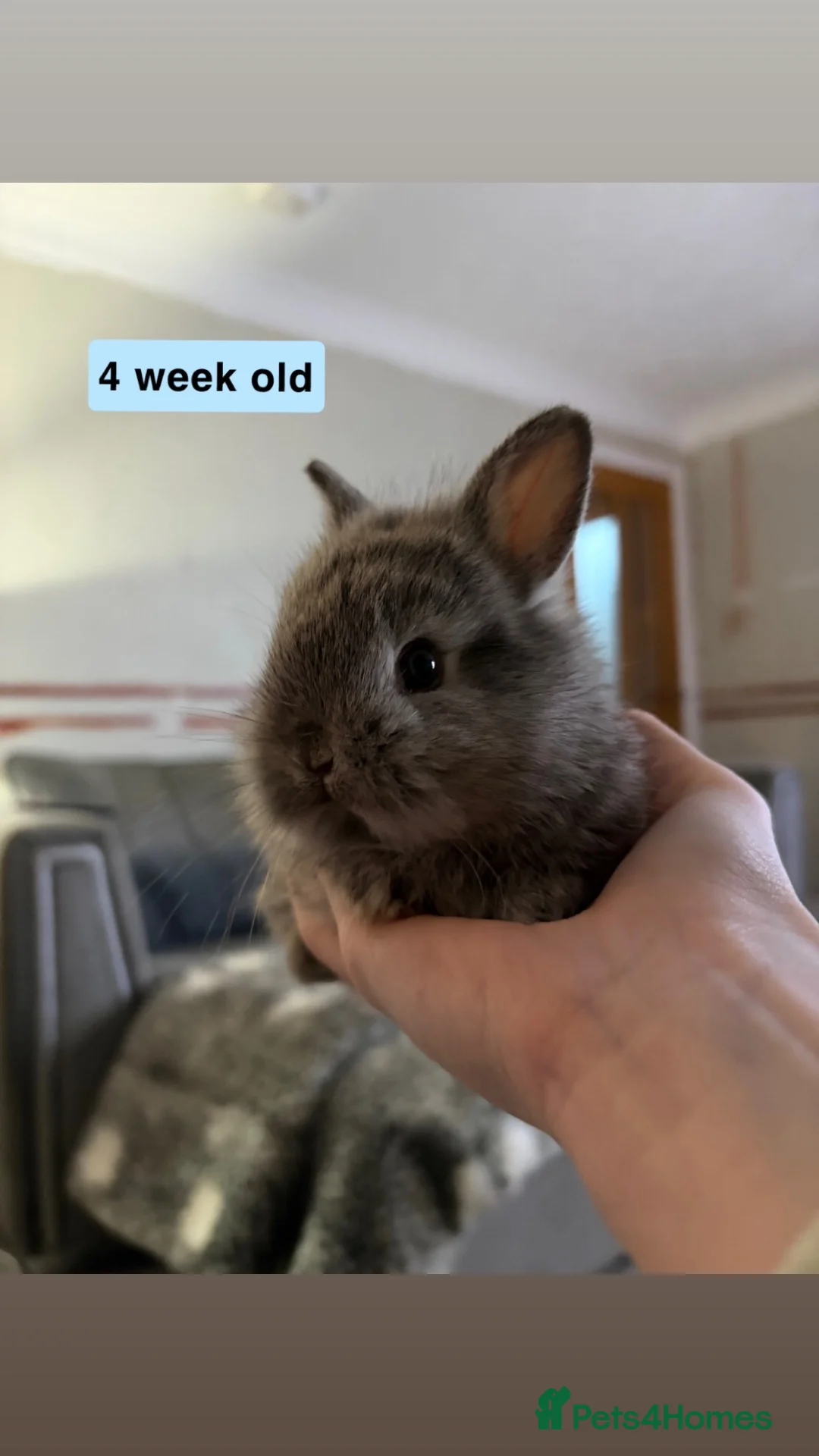 Mixed Breed rabbits for sale: miniature lionhead x netherland dwarf  - Advert 1