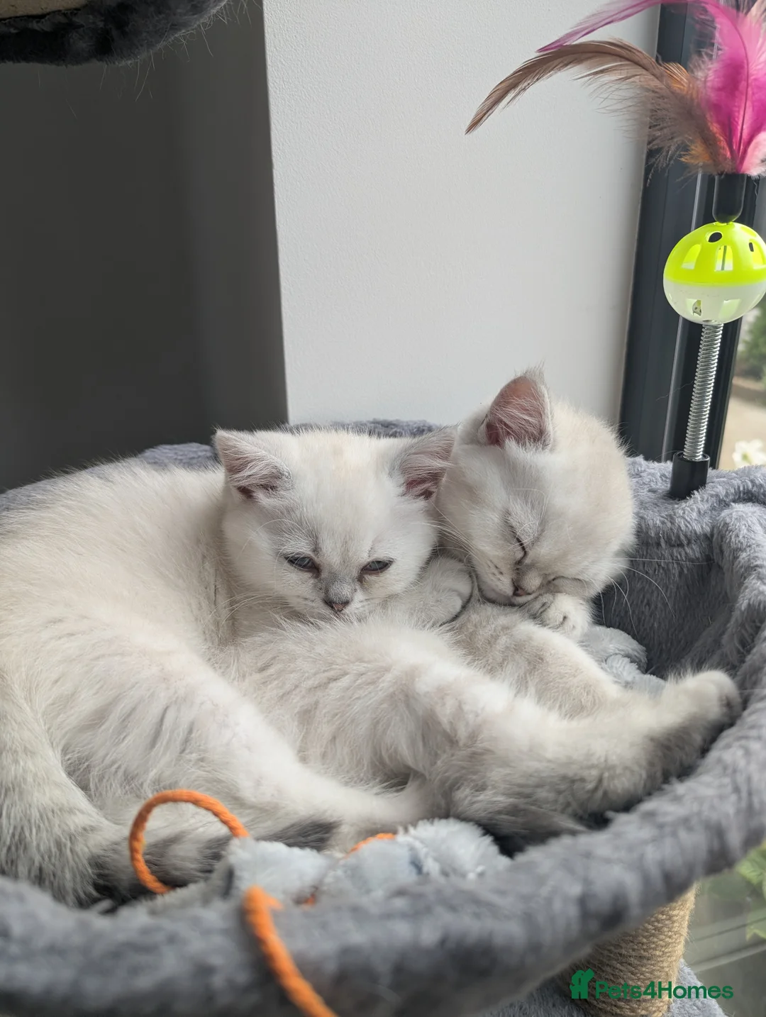 British Shorthair cats for sale: Beautiful British shorthair kittens - Advert 1