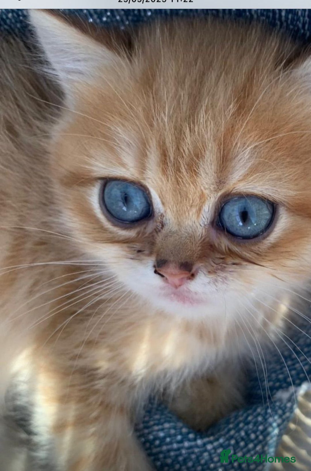 British Shorthair cats for sale:  GCCF champion lines Ny12  Bsh golden chinchilla  - Advert 7