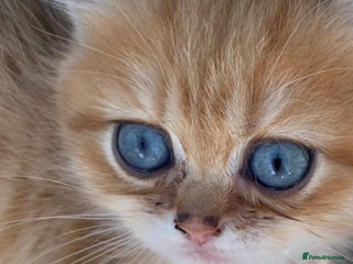 British Shorthair cats GCCF champion lines BSH Golden chinchilla kittens - Advert 11