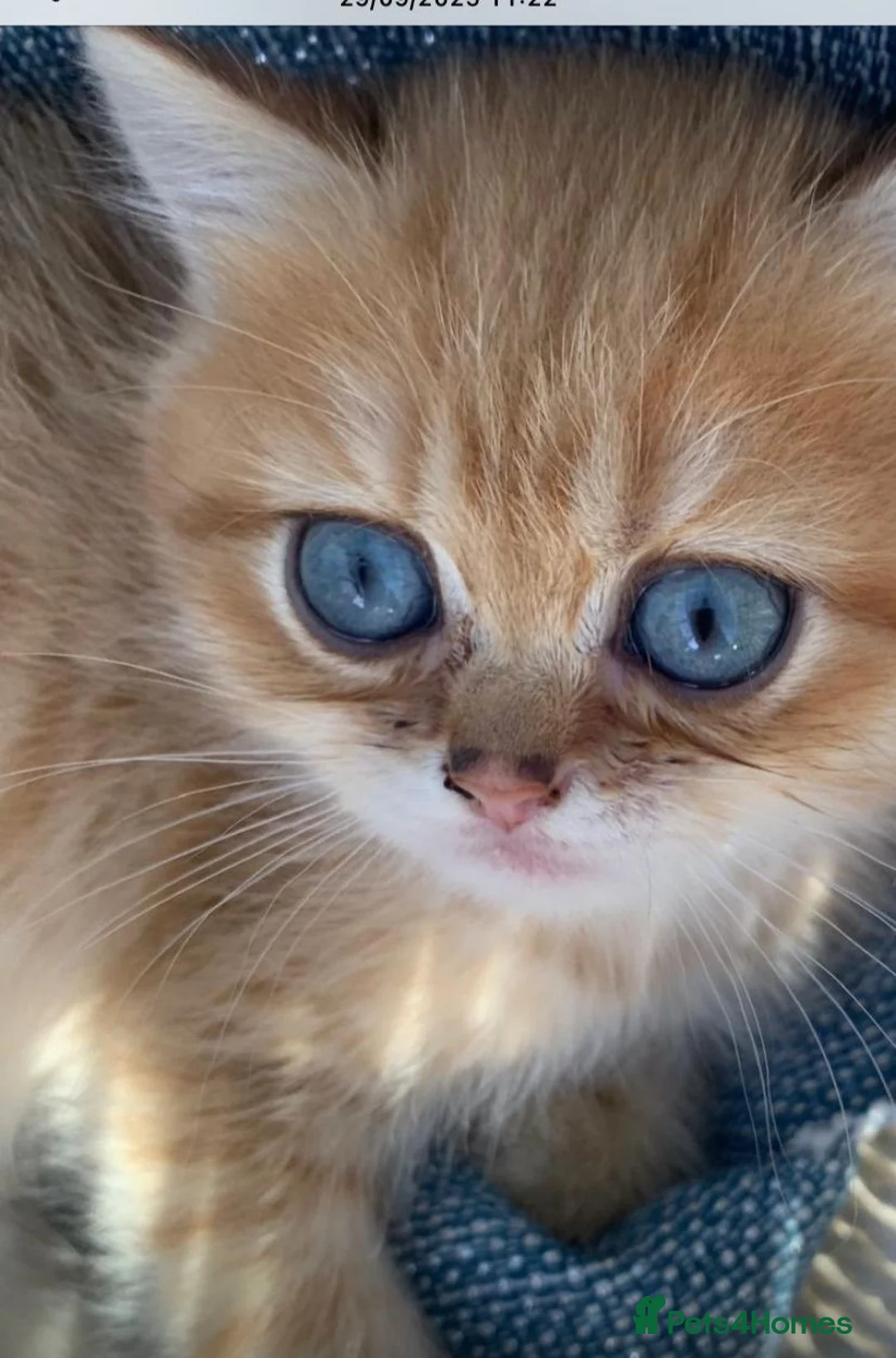 British Shorthair cats for sale: GCCFreg shampion parents  BSH  golden chinchilla   - Advert 3