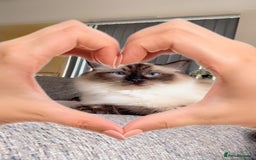 Maine Coon cats for sale: Maine coon x Ragdoll READY NOW 1 BOY LEFT - Image 4