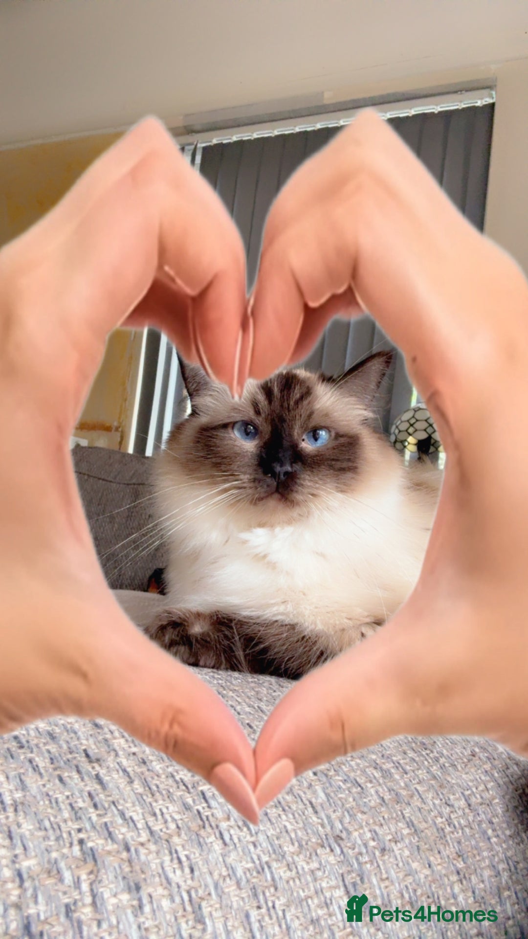 Maine Coon cats for sale: Maine coon x Ragdoll READY NOW 1 BOY LEFT - Image 4