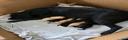 Labrador Retriever dogs for sale: 5 stunning healthy male labrador retriever puppies in Willenhall - Advert 2