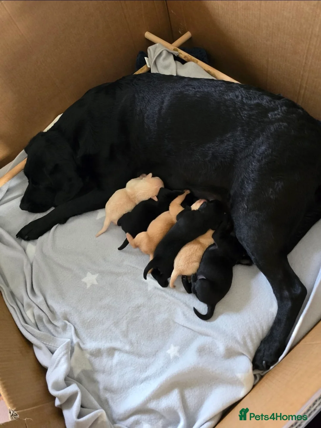 Labrador Retriever dogs for sale: 5 stunning healthy male labrador retriever puppies in Willenhall - Advert 2