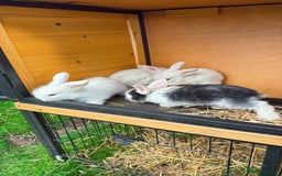 Mixed Breed rabbits for sale: Bunnies/rabbits ( in 2 weeks Will be ready to go ) - Image 3