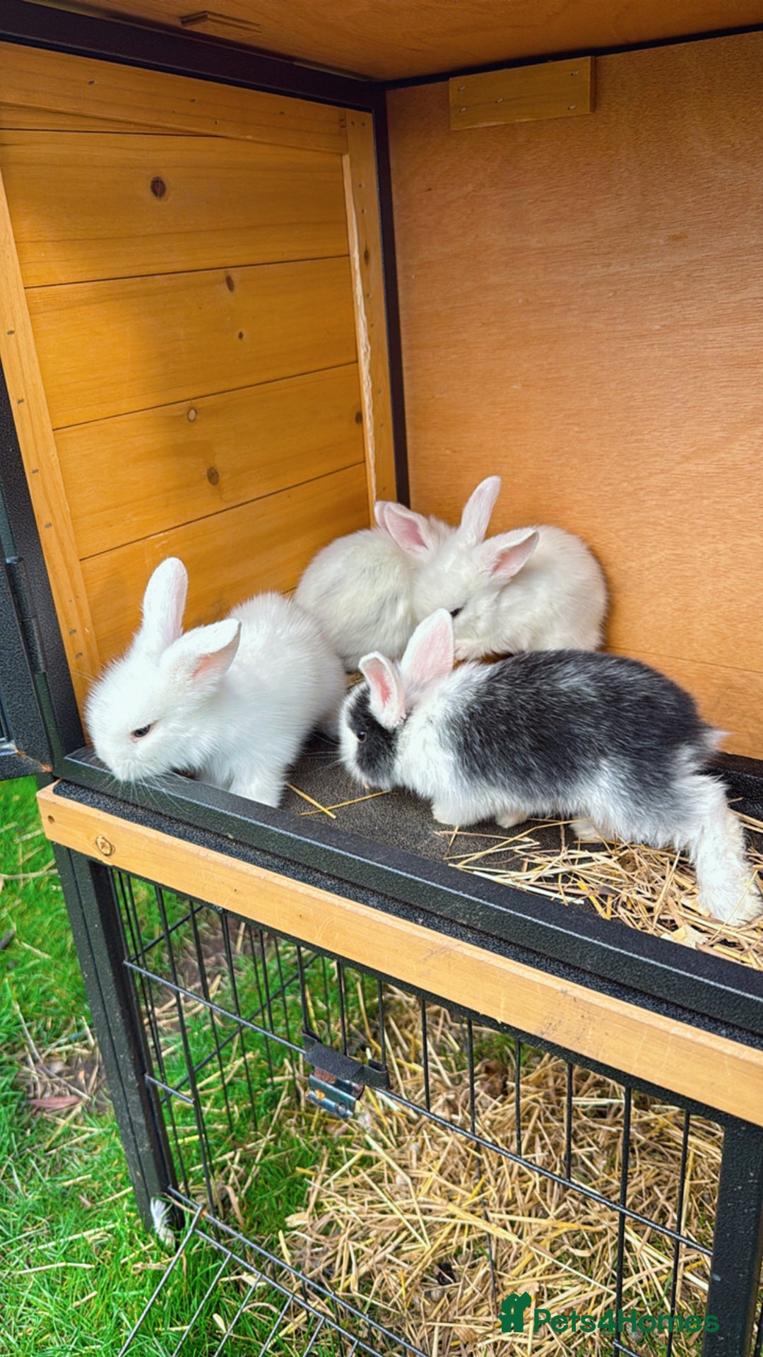 Mixed Breed rabbits for sale: Bunnies/rabbits ( in 2 weeks Will be ready to go ) - Image 3