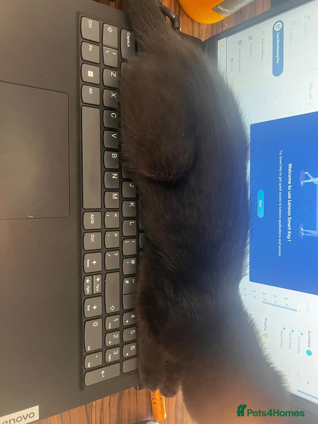 Mixed Breed cats for sale: Gary the cat in Sheffield - Advert 1