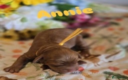Cockapoo dogs for sale: American cockerpoo licensed Breeder health tested  - Image 9