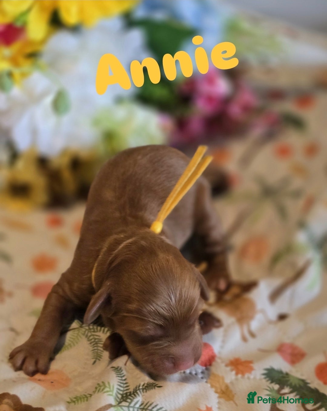 Cockapoo dogs for sale: American cockerpoo licensed Breeder health tested  - Image 9