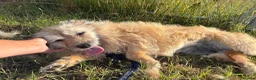Mixed Breed dogs for adoption: Bunny - Norwich Norfolk  in Norwich - Advert 11