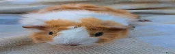 Guinea Pig rodents for sale: Young male guinea pig needing a friend  - Advert 2