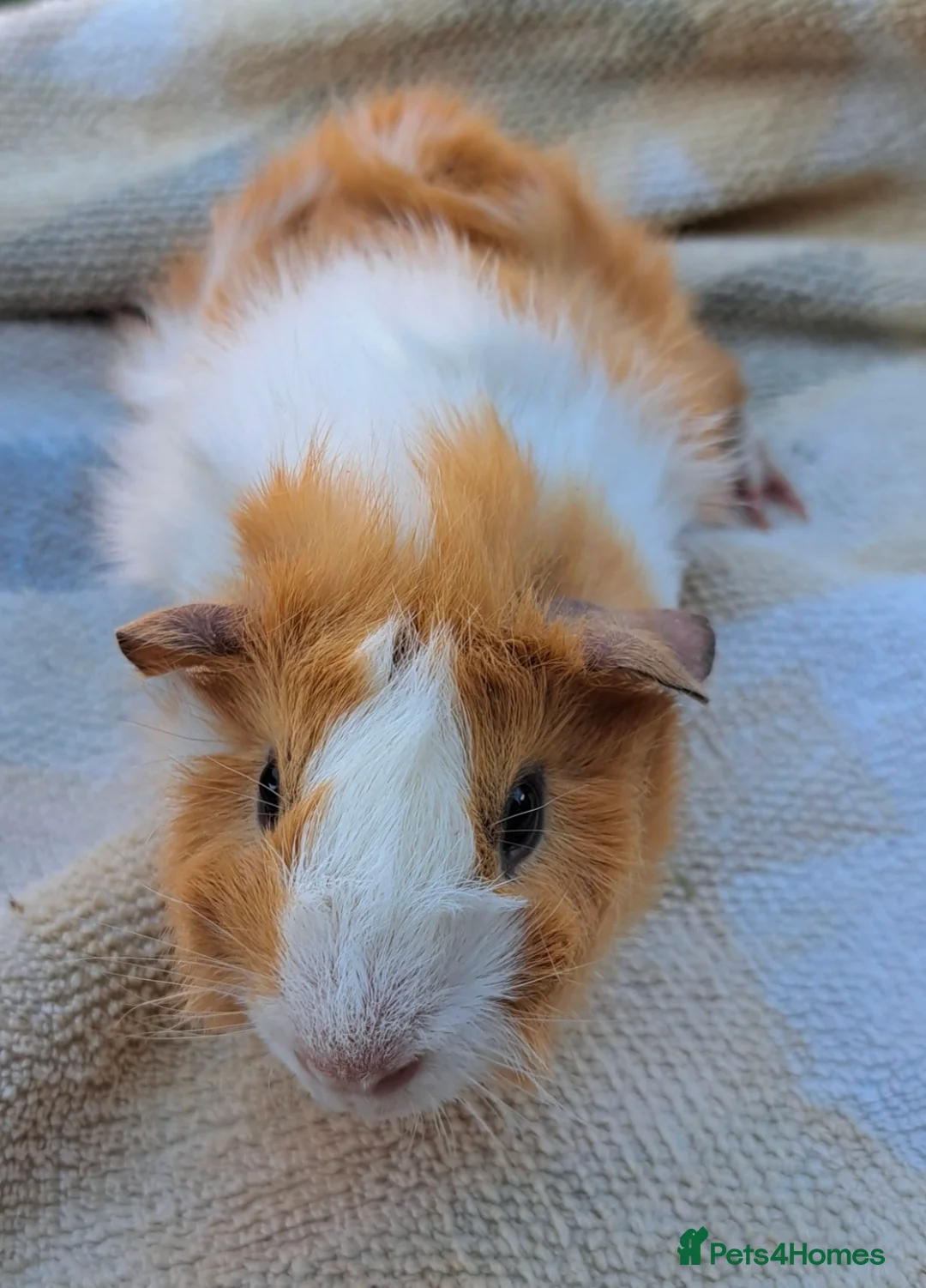Guinea Pig rodents for sale: Young male guinea pig needing a friend  - Advert 2