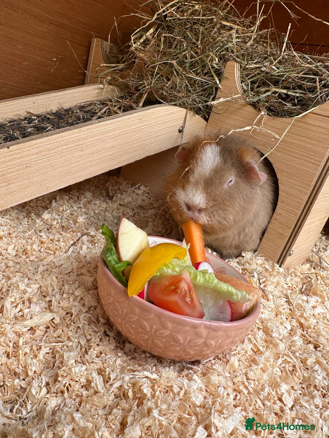 Guinea Pig rodents for sale: Teddy guinea pigs  - Image 11